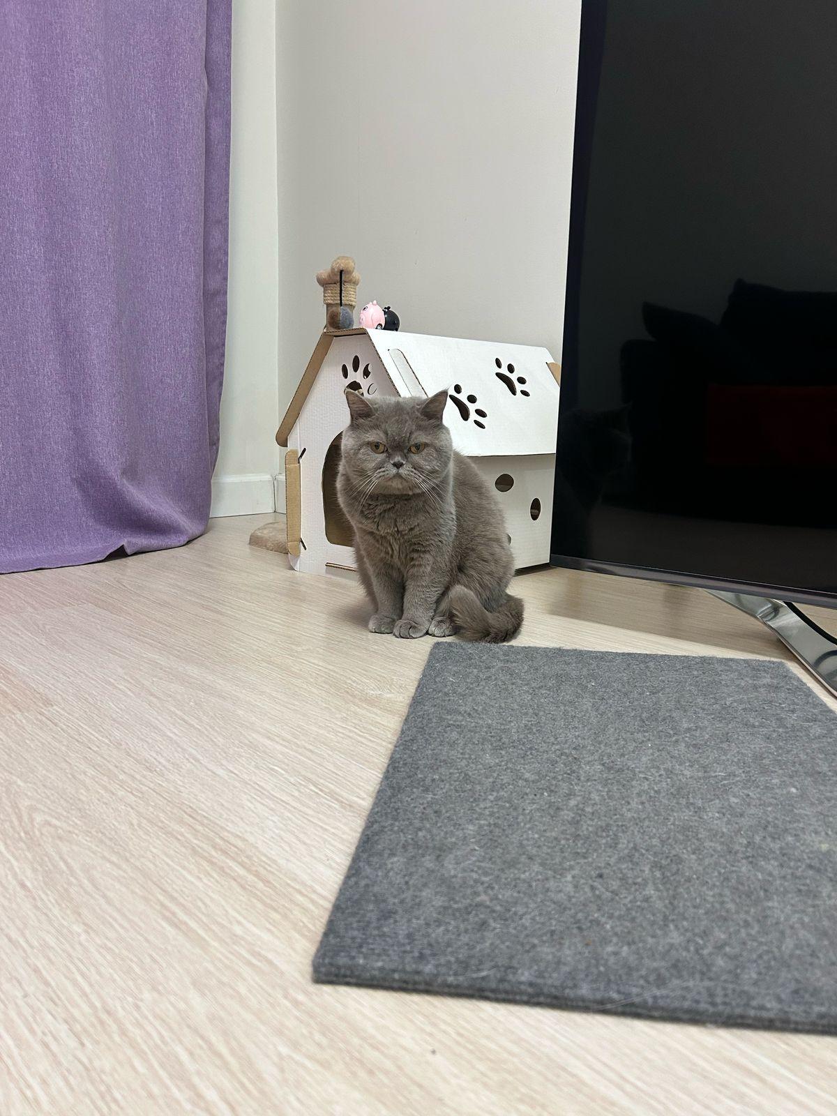 Фото В снегу и за рулем: в Новосибирске опубликовано свыше 50 фото милых питомцев к Дню кошек 19 - Сиб.ФМ Фото В снегу и за рулем: в Новосибирске опубликовано свыше 50 фото милых питомцев к Дню кошек 19